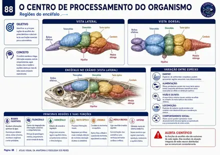 Prancha visual do Atlas de Anatomia e Fisiologia dos Peixes